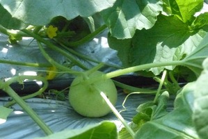 photo6-140