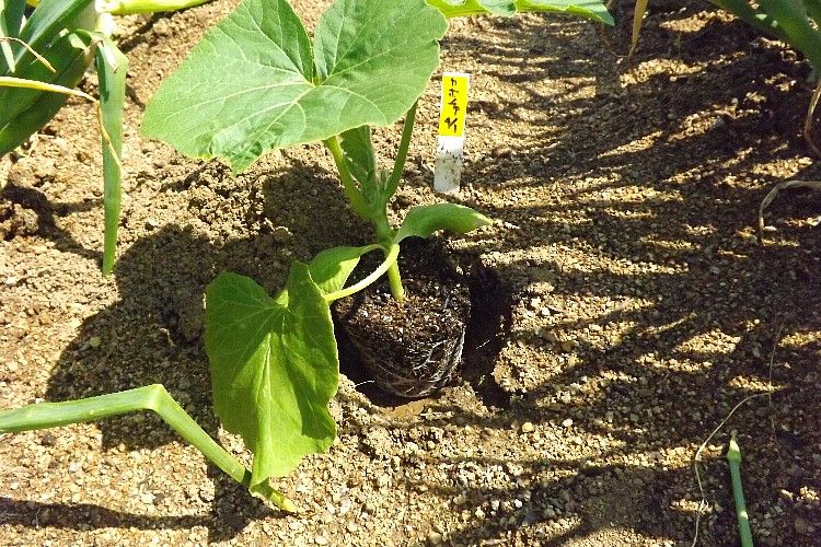 カボチャの定植と害虫トラップ 毎日が日曜 晴耕雨読な日々 カボチャの定植と害虫トラップ 毎日が日曜 晴耕雨読な日々
