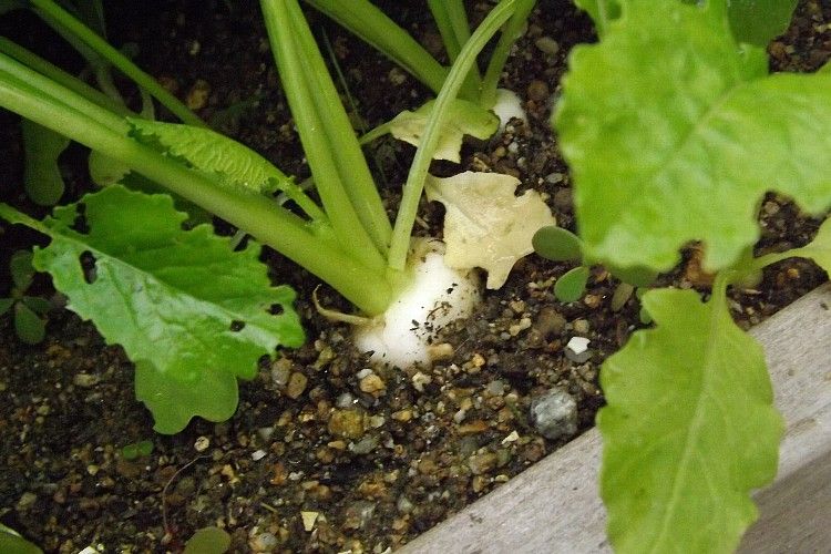 ターサイ追肥土寄せ 小かぶ追肥 毎日が日曜 晴耕雨読な日々 ターサイ追肥土寄せ 小かぶ追肥 毎日が日曜 晴耕雨読な日々