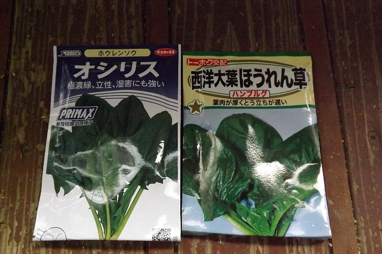 ホウレン草の播種から定植 ホウレン草の発芽を揃えるのは難しい 毎日が日曜 晴耕雨読な日々