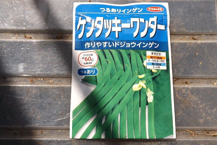 インゲンマメの播種から定植まで その1 毎日が日曜 晴耕雨読な日々