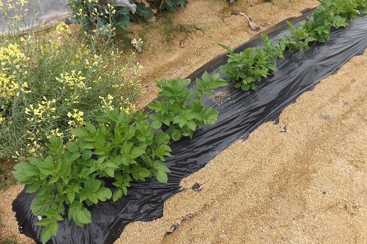 ジャガイモの芽かき 芽かきは必要 毎日が日曜 晴耕雨読な日々