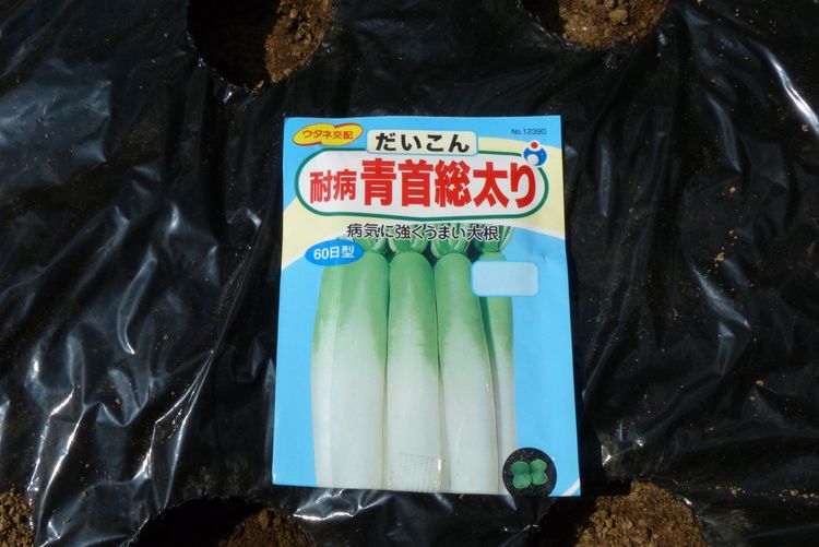 ダイコンの播種から1本立ちまで その１ 毎日が日曜 晴耕雨読な日々