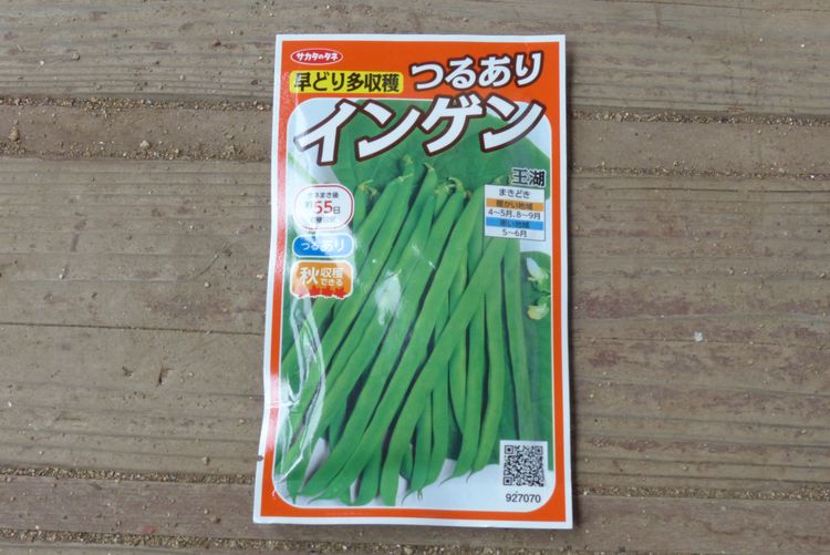インゲン第3弾栽培の状況 毎日が日曜 晴耕雨読な日々
