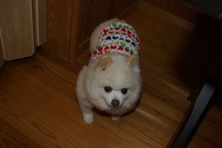 保護犬あさひの日々 ささやかなクリスマス 毎日が日曜 晴耕雨読な日々 保護犬あさひの日々 ささやかなクリスマス 毎日が日曜 晴耕雨読な日々