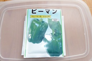 ピーマンの芽出しと栽培特性 毎日が日曜 晴耕雨読な日々
