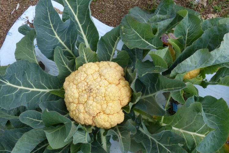 カリフラワー4か月経ったら超巨大 でも食べられます 毎日が日曜 晴耕雨読な日々 カリフラワー4か月経ったら超巨大 でも食べられます 毎日が日曜 晴耕雨読な日々