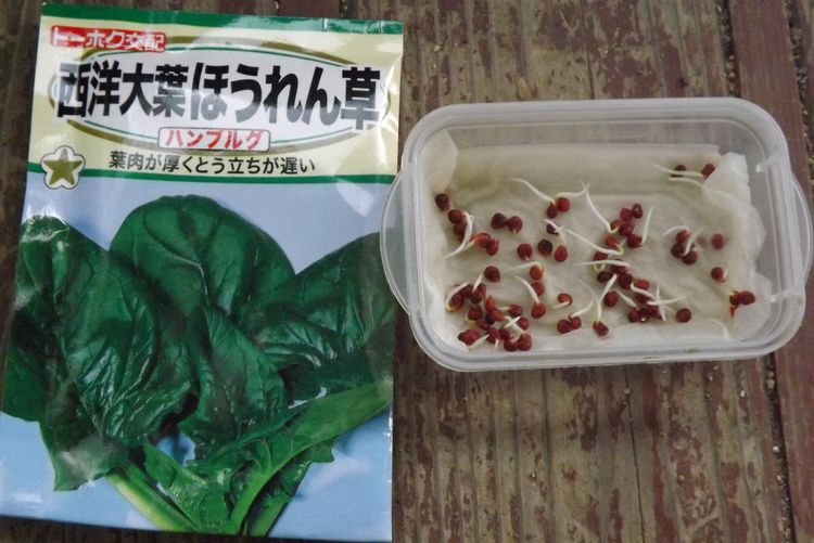 ホウレン草の栽培 育苗から定植 毎日が日曜 晴耕雨読な日々 ホウレン草の栽培 育苗から定植 毎日が日曜 晴耕雨読な日々