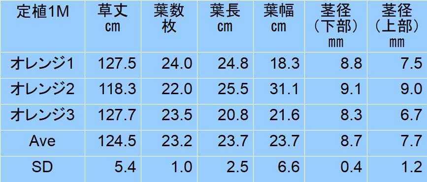 ミニトマト オレンジキャロル定植1ヶ月 生育調査で何を見るか 毎日が日曜 晴耕雨読な日々