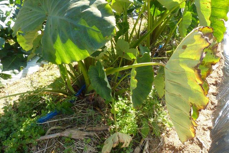 里芋の収穫 毎日が日曜 晴耕雨読な日々
