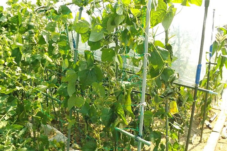 インゲン栽培終了 暑すぎて復活せず 毎日が日曜 晴耕雨読な日々