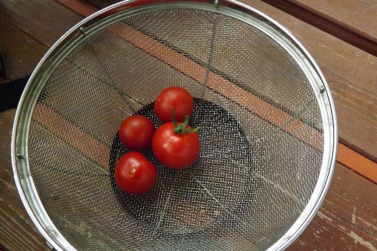 トマトの収穫 各種トマトの味比較 毎日が日曜 晴耕雨読な日々