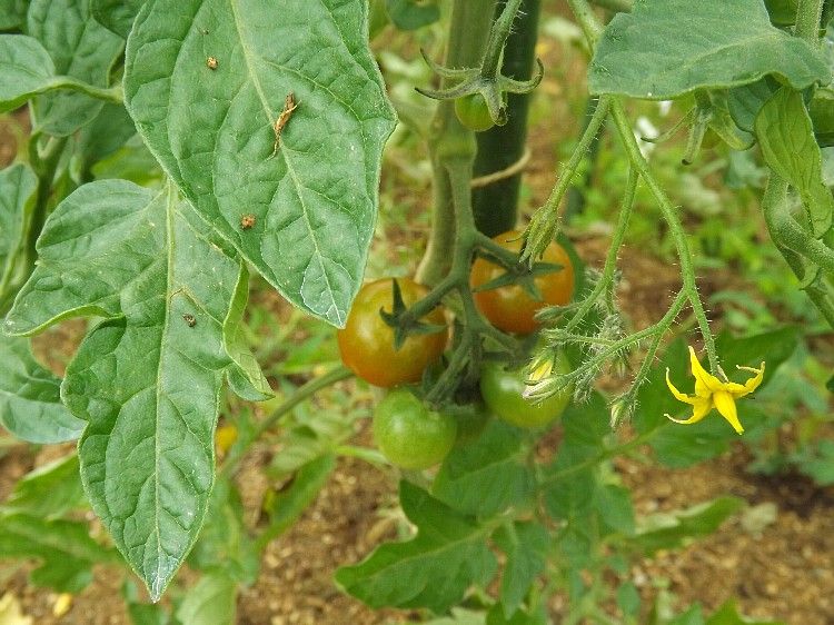 トマト定植1ヶ月 追肥のタイミングを考える 毎日が日曜 晴耕雨読な日々
