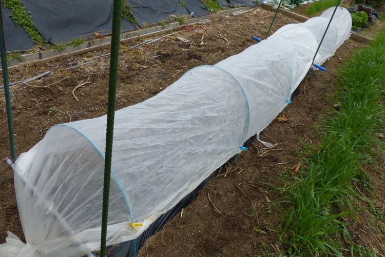 ソラマメ エンドウの霜対策 毎日が日曜 晴耕雨読な日々
