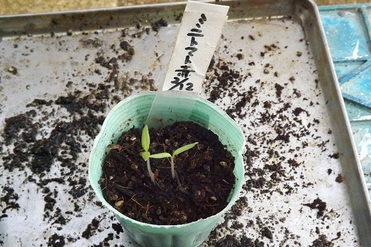 トマトの鉢上げ 毎日が日曜 晴耕雨読な日々