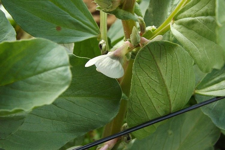 ソラマメが早くも開花と品種による耐雪性の違い 毎日が日曜 晴耕雨読な日々