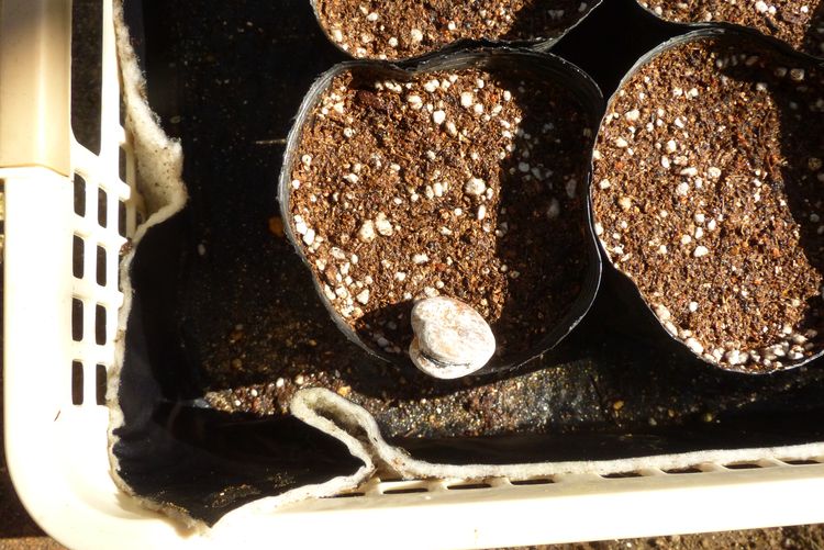 ソラマメの栽培 播種から発芽 毎日が日曜 晴耕雨読な日々