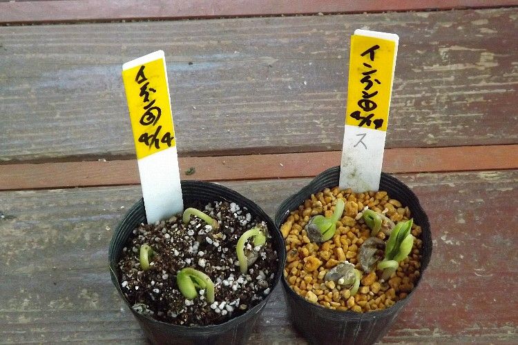インゲンマメの発芽に及ぼす覆土の影響 毎日が日曜 晴耕雨読な日々