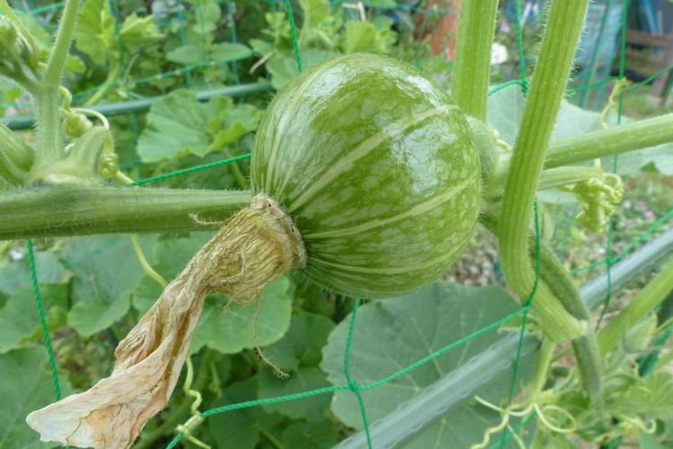 カボチャの空中栽培 ブラックのジョーの実膨らむ 毎日が日曜 晴耕雨読な日々