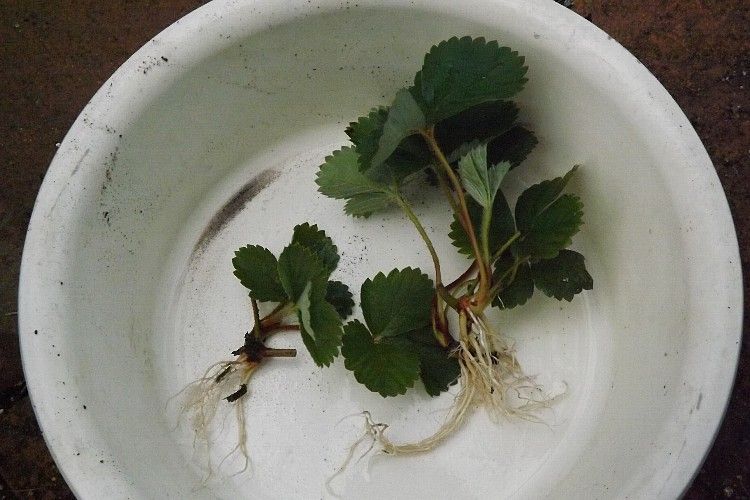 イチゴの挿し芽発根 水耕栽培へ 毎日が日曜 晴耕雨読な日々