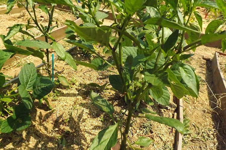 ピーマン定植1ヶ月 毎日が日曜 晴耕雨読な日々