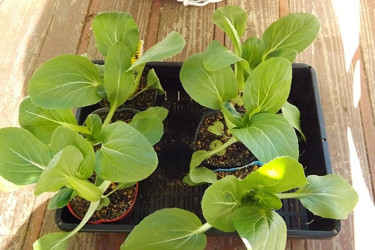 チンゲン菜の育苗に及ぼす植物活性剤の効果 その2 毎日が日曜 晴耕雨読な日々 チンゲン菜の育苗に及ぼす植物活性剤の効果 その2 毎日が日曜 晴耕雨読な日々