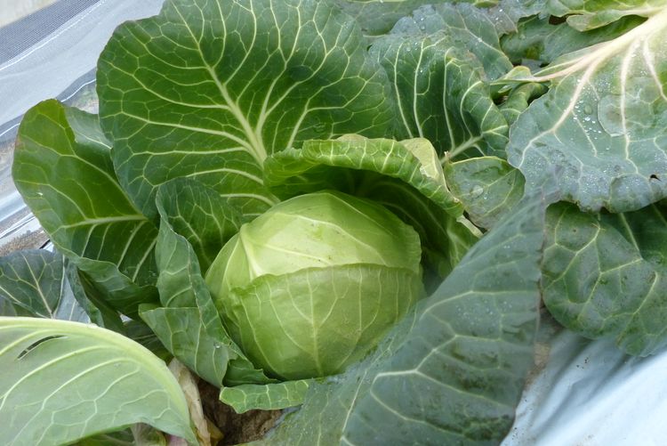 キャベツの寒害防止 毎日が日曜 晴耕雨読な日々