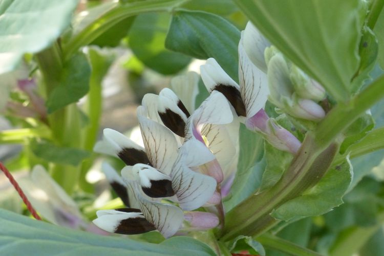 ソラマメの収穫 毎日が日曜 晴耕雨読な日々