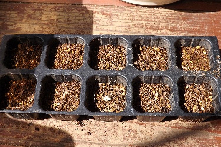 インゲンマメの播種から定植まで その1 毎日が日曜 晴耕雨読な日々