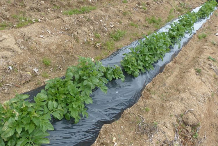 ジャガイモの芽欠きと自然薯が 毎日が日曜 晴耕雨読な日々