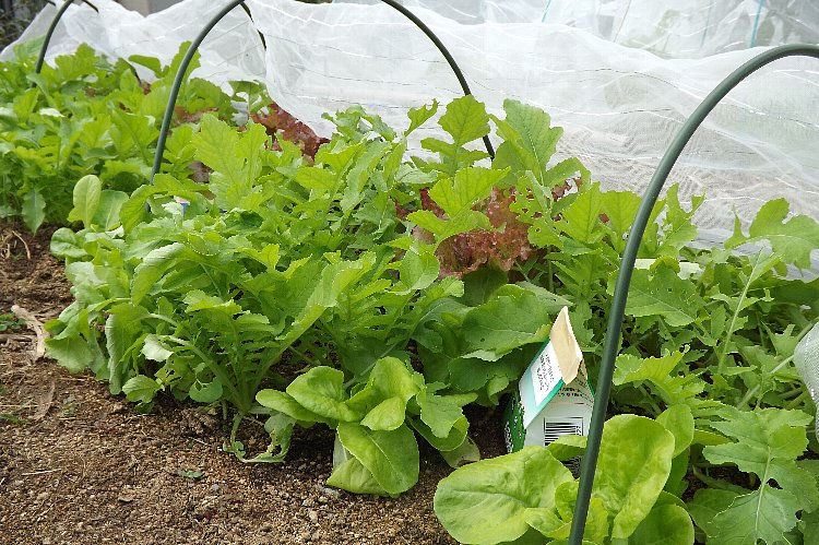 菜園生育状況 ダイコン サラダ菜 サニーレタス 毎日が日曜 晴耕雨読な日々