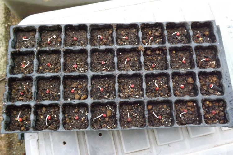 ホウレン草の栽培 育苗から定植 毎日が日曜 晴耕雨読な日々