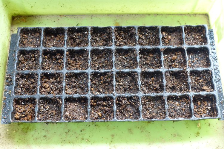 ホウレン草の播種から発芽まで 毎日が日曜 晴耕雨読な日々