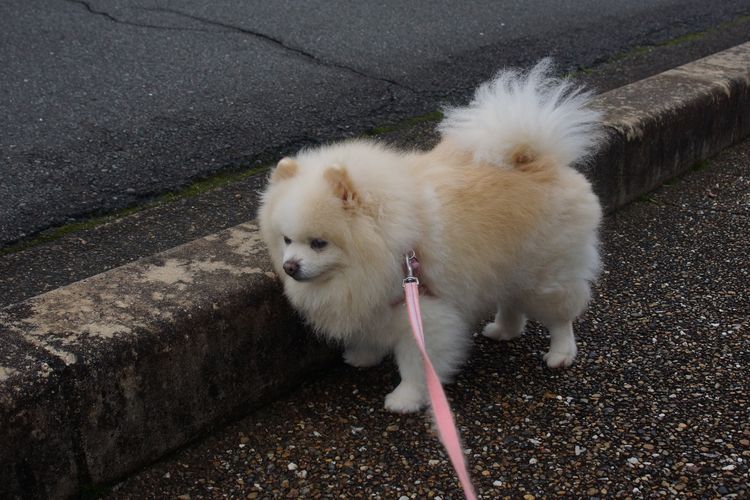 保護犬あさひの日々 ちょっときれいになったかな 毎日が日曜 晴耕雨読な日々