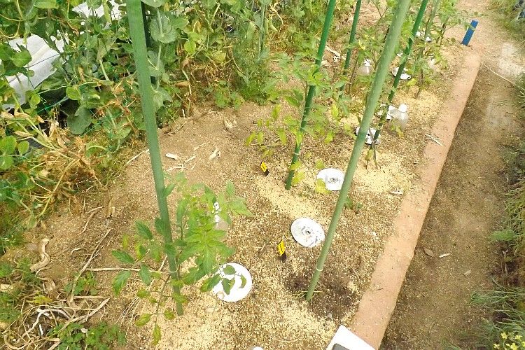 トマト定植2週間 一部で生育障害 毎日が日曜 晴耕雨読な日々