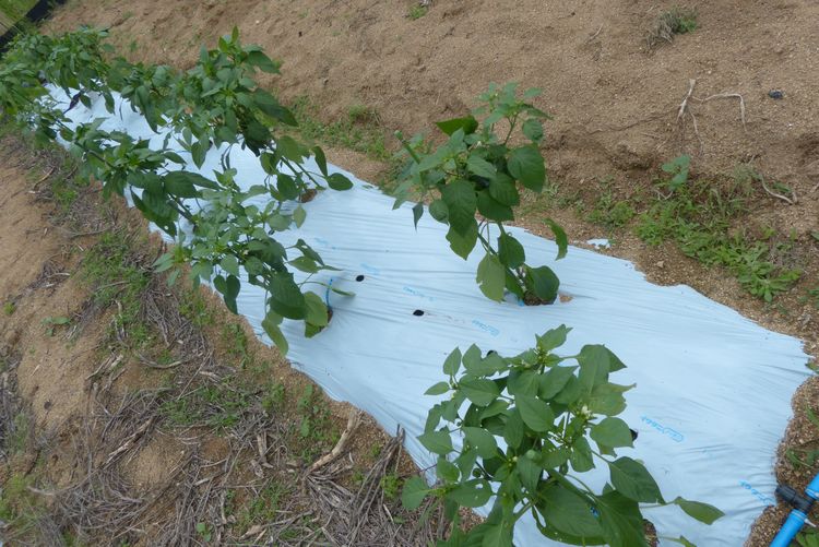 ピーマンの栽培 整枝と倒伏防止 毎日が日曜 晴耕雨読な日々