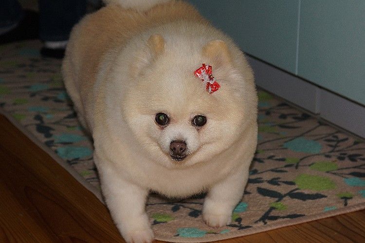保護犬あさひの日々 久しぶりに美容院 毎日が日曜 晴耕雨読な日々 保護犬あさひの日々 久しぶりに美容院 毎日が日曜 晴耕雨読な日々