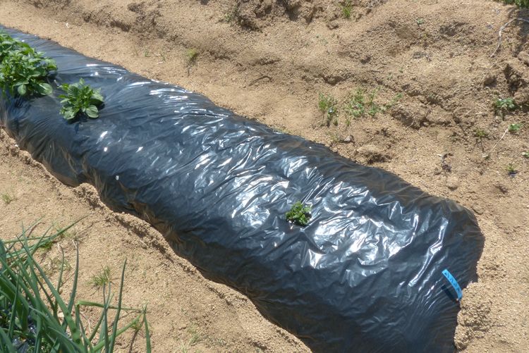 ジャガイモの栽培 芽欠きと欠いた芽の利用 毎日が日曜 晴耕雨読な日々