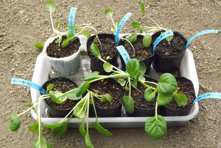 ターサイの定植～育苗時のポットの置き場所で生育に大きな差～ : 毎日
