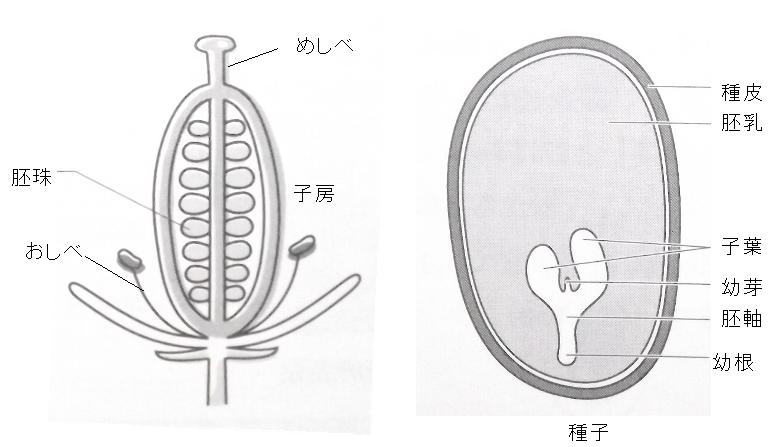 タネと種子は違う 毎日が日曜 晴耕雨読な日々