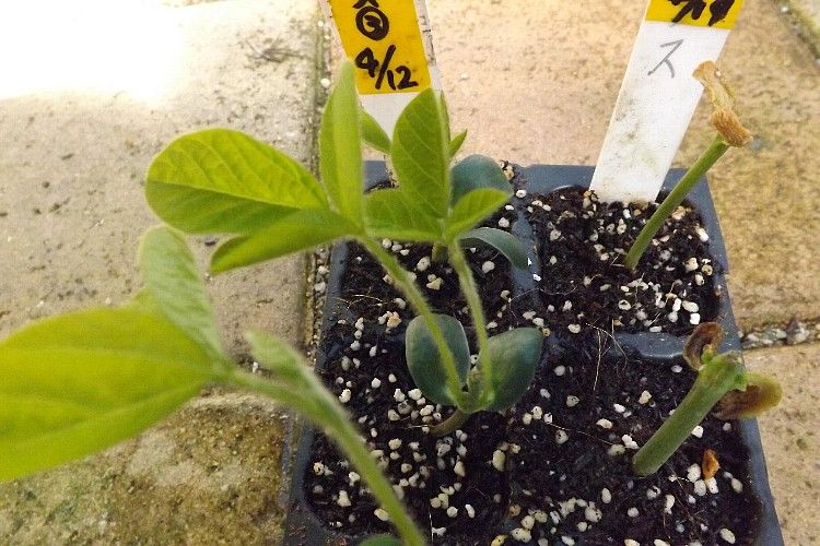 エダマメの断根 摘芯栽培 インゲンでもやってみた 毎日が日曜 晴耕雨読な日々 エダマメの断根 摘芯栽培 インゲンでもやってみた 毎日が日曜 晴耕雨読な日々