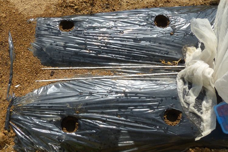 スイートコーン 第2弾は直播 毎日が日曜 晴耕雨読な日々
