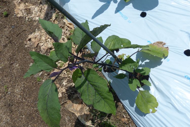 ナスの栽培 初収穫 毎日が日曜 晴耕雨読な日々