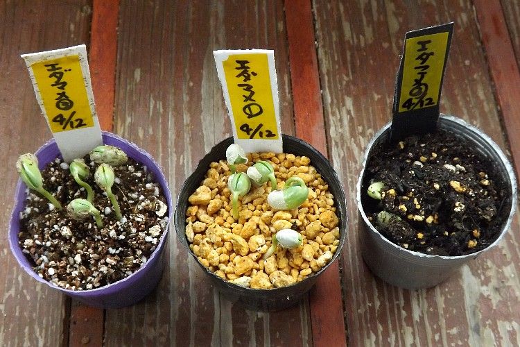 エダマメの播種 エダマメの覆土に最適な土は 毎日が日曜 晴耕雨読な日々 エダマメの播種 エダマメの覆土に最適な土は 毎日が日曜 晴耕雨読な日々