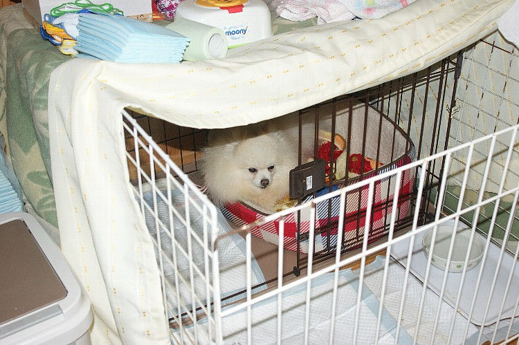 保護犬あさひの日々 さすがに寒くなってきました 毎日が日曜 晴耕雨読な日々