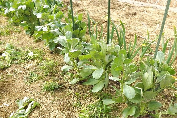 ソラマメの追肥とネギの根っこの植付け 毎日が日曜 晴耕雨読な日々 ソラマメの追肥とネギの根っこの植付け 毎日が日曜 晴耕雨読な日々
