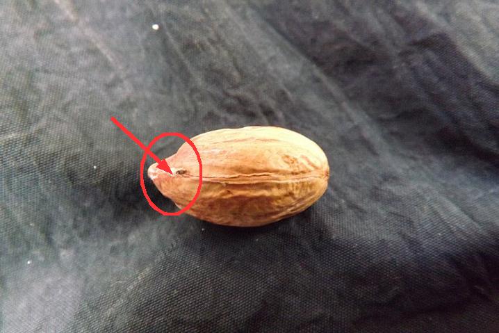 落花生の播種から発芽 落花生の種まき方法 毎日が日曜 晴耕雨読な日々 落花生の播種から発芽 落花生の種まき方法 毎日が日曜 晴耕雨読な日々