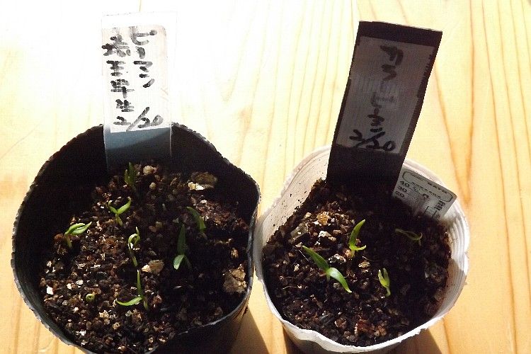 ピーマンの鉢上げ 毎日が日曜 晴耕雨読な日々