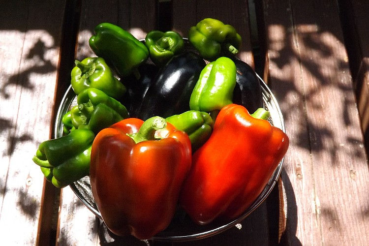 夏野菜そろそろ終盤 ピーマン かぼちゃ 毎日が日曜 晴耕雨読な日々