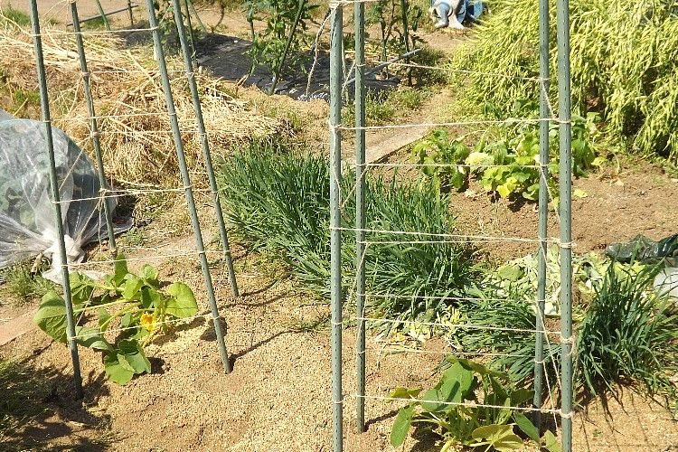 かぼちゃの定植から空中栽培の支柱建て 毎日が日曜 晴耕雨読な日々 かぼちゃの定植から空中栽培の支柱建て 毎日が日曜 晴耕雨読な日々